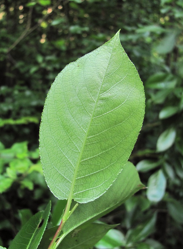 Image of Salix pentandrifolia specimen.