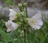 Alcea setosa