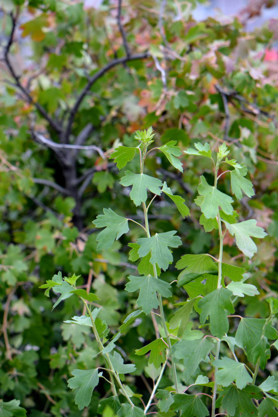 Image of Ribes aureum specimen.