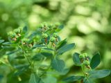 Euphorbia pilosa. Часть соплодия с недозрелыми плодами. Республика Алтай, Чемальский р-н, хребет южнее р. Куюм, северный макрсклон, около 650 м н.у.м. 20.06.2010.