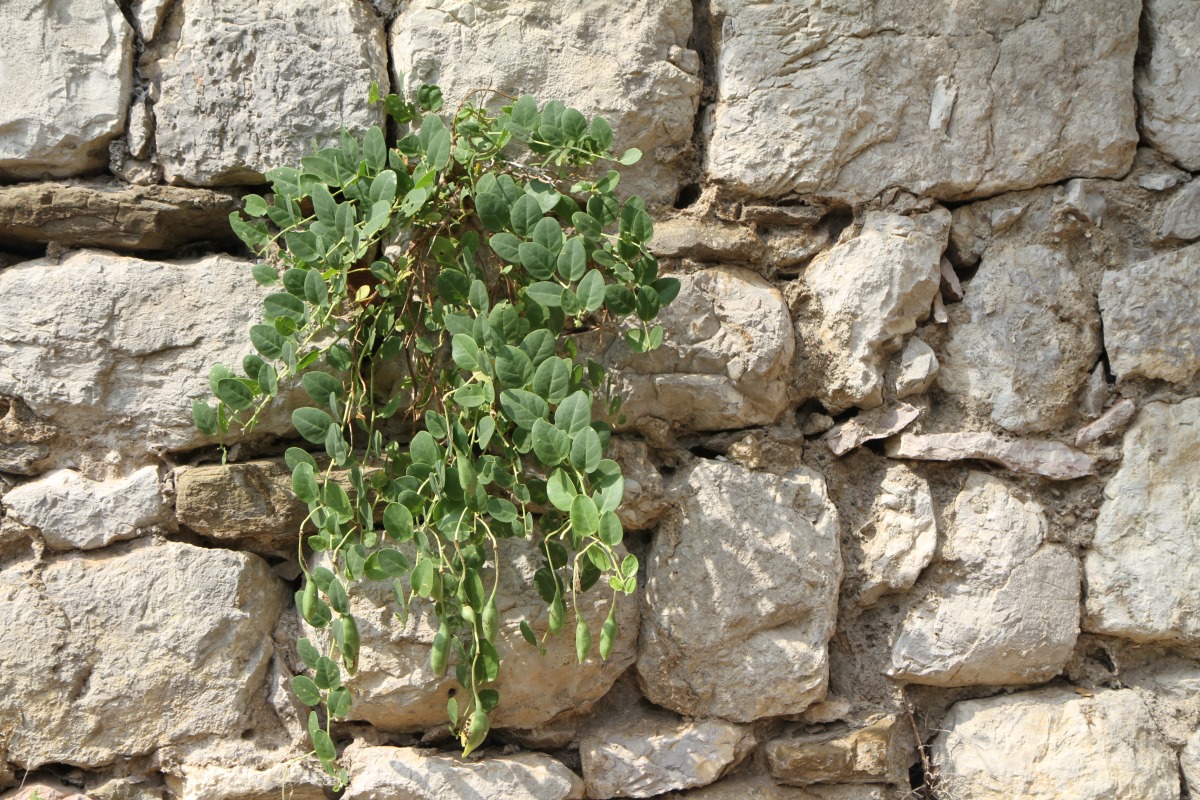 Image of Capparis orientalis specimen.