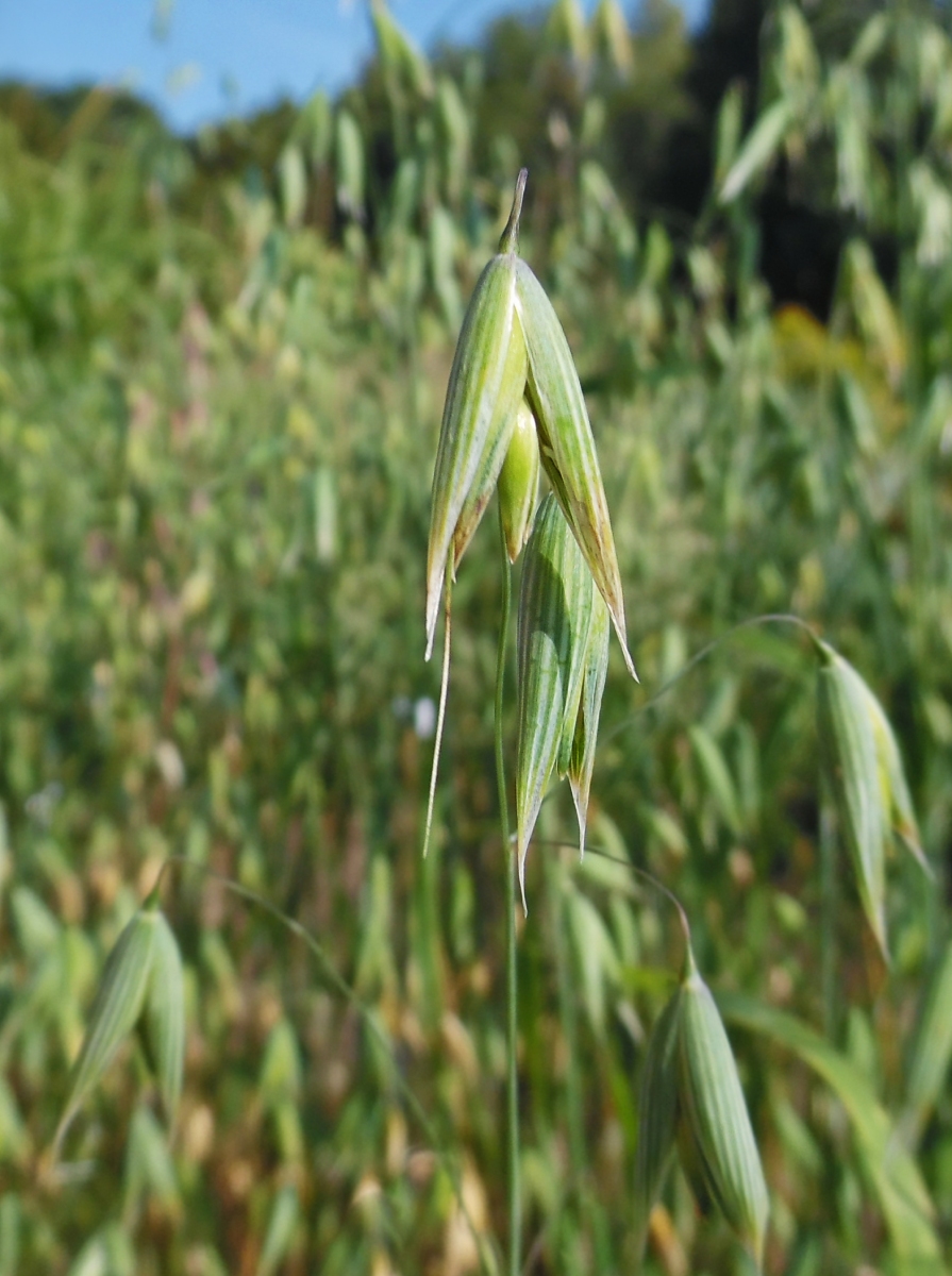 Image of Avena sativa specimen.