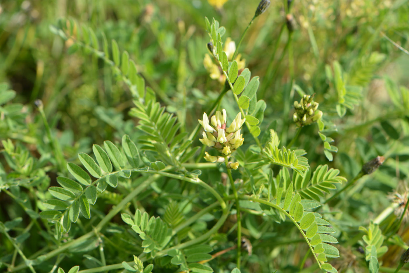 Изображение особи Astragalus cicer.