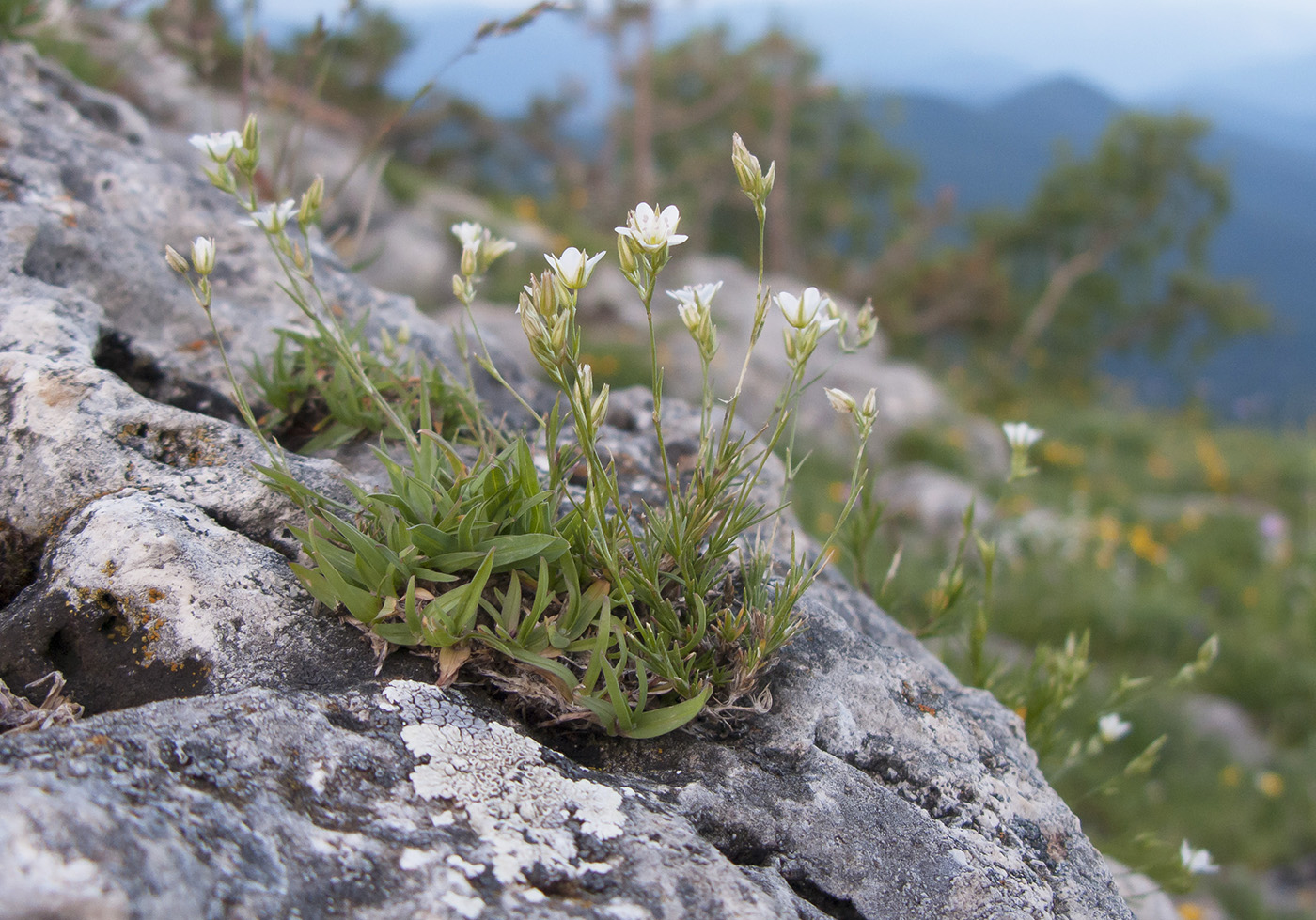 Image of Minuartia buschiana specimen.