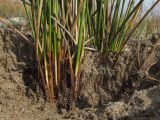Juncus tyraicus