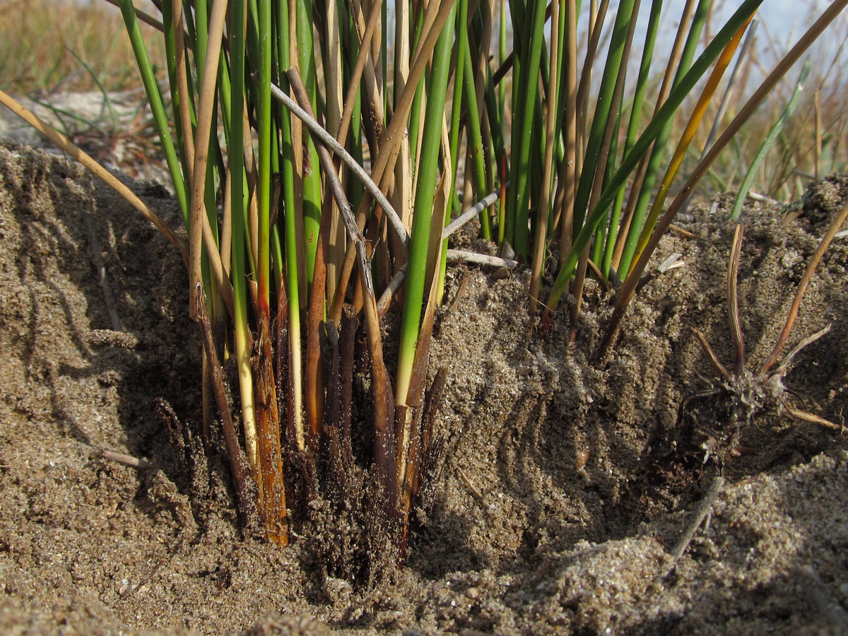 Изображение особи Juncus tyraicus.