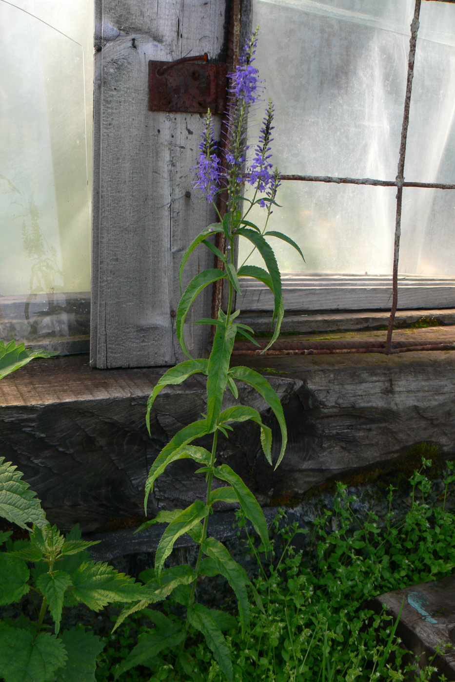 Изображение особи Veronica longifolia.