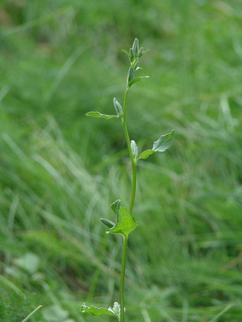 Image of genus Campanula specimen.