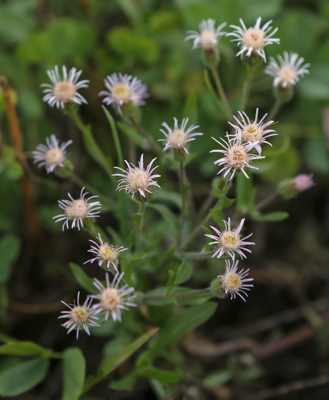 Изображение особи род Erigeron.