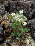 Potentilla inquinans. Цветущее растение. Среднесибирское плоскогорье, плато Путорана, дол. р. Курейка, курумник в лиственничном лесу на склоне каньона реки. 29.06.2017.