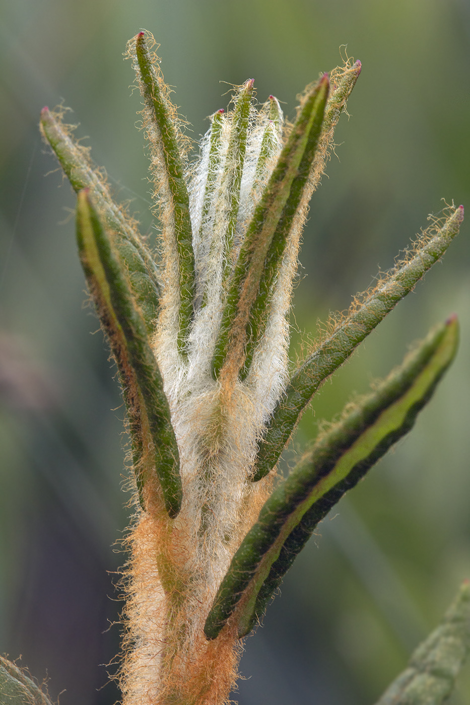 Image of Ledum maximum specimen.