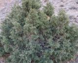 Juniperus foetidissima