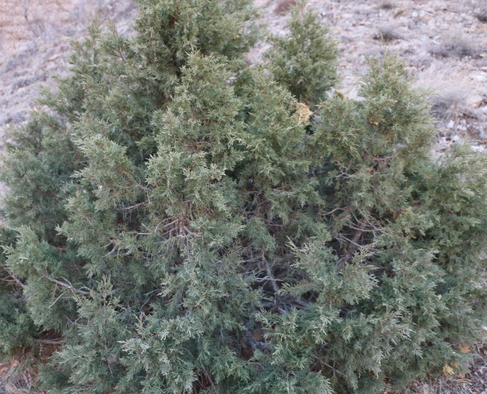 Image of Juniperus foetidissima specimen.