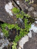 Draba siliquosa. Плодоносящие растения. Карачаево-Черкесия, Карачаевский р-н, Тебердинский заповедник, хр. Малая Хатипара, склон к р. Азгек, альпийский пояс, вдоль ручья, в расщелине скалы. 28.07.2019.