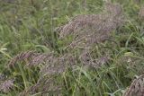 genus Calamagrostis. Верхушки побегов с соцветиями. Сахалинская обл., Томаринский р-н, окр. пос. Неводское, открытая приморская терраса. 28.07.2017.