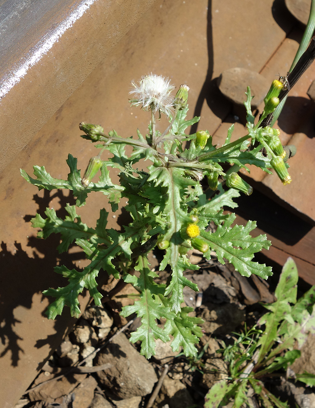 Изображение особи Senecio vulgaris.