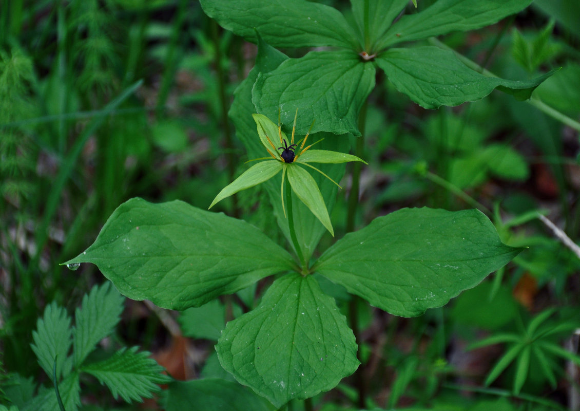 Image of Paris obovata specimen.