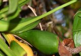 Syngonium podophyllum