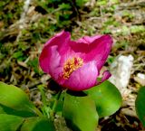 Paeonia caucasica