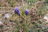 Muscari neglectum