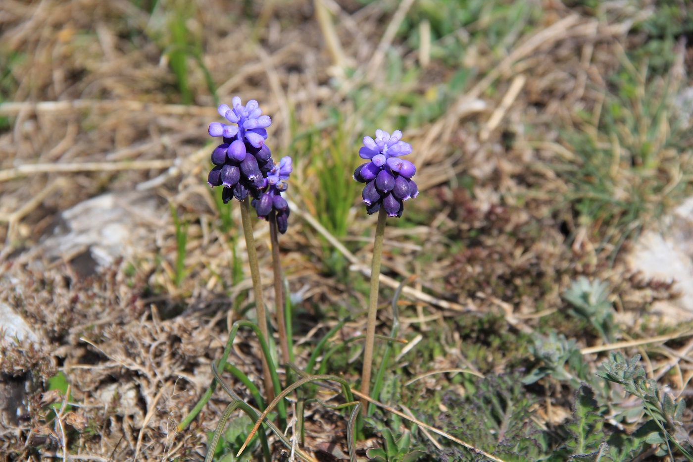 Изображение особи Muscari neglectum.