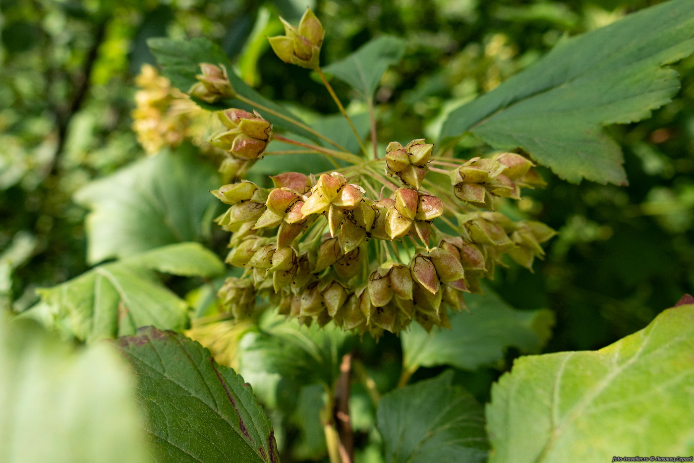 Изображение особи Physocarpus opulifolius.