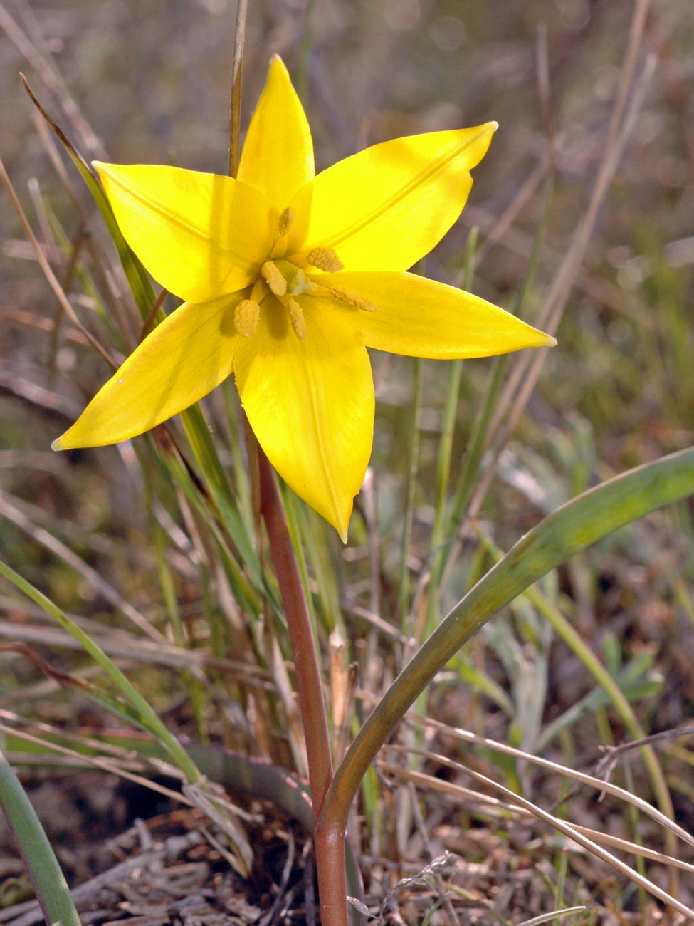 Image of Tulipa scythica specimen.