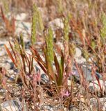 Plantago weldenii