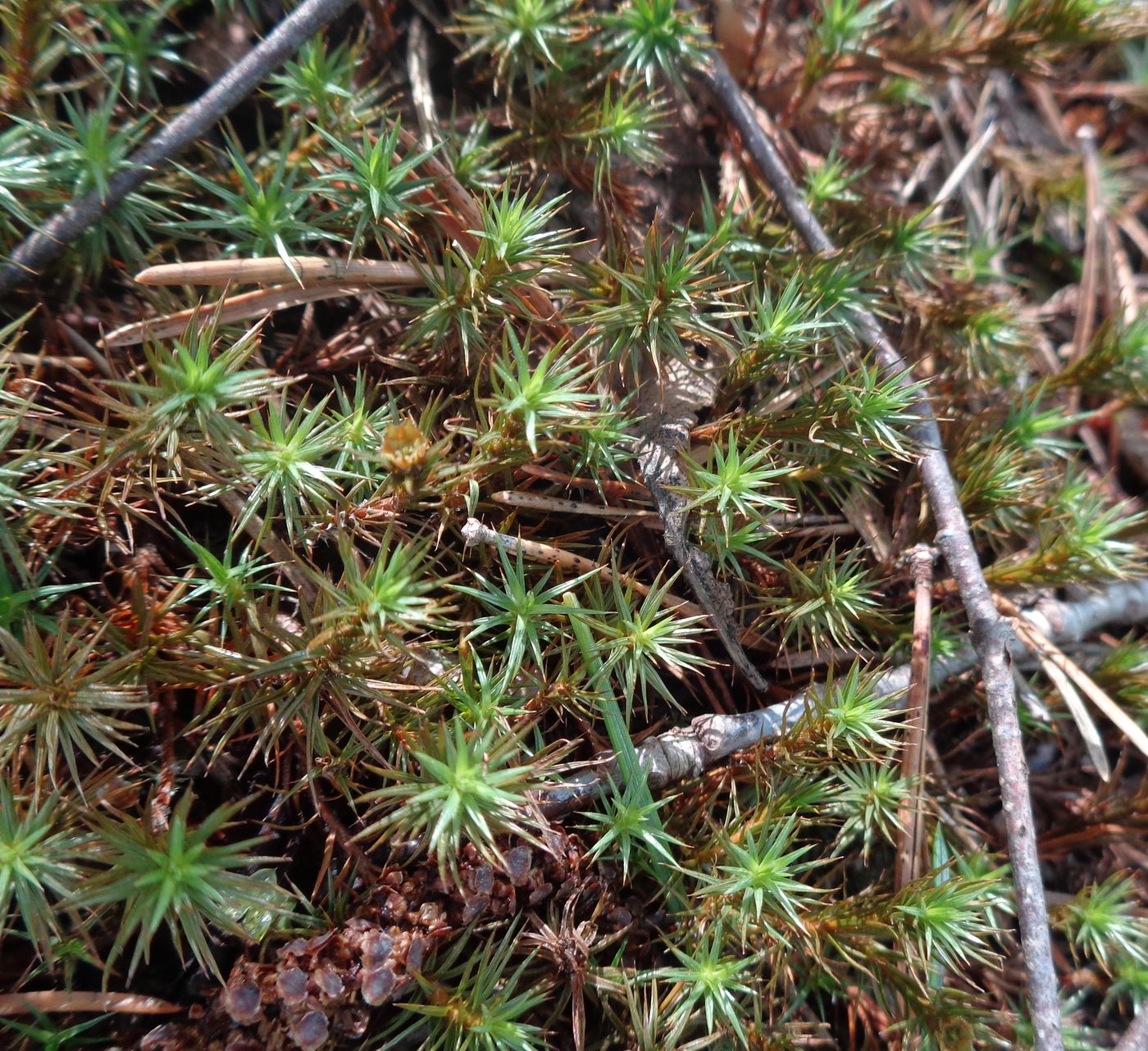 Изображение особи Polytrichum juniperinum.