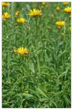 Inula salicina