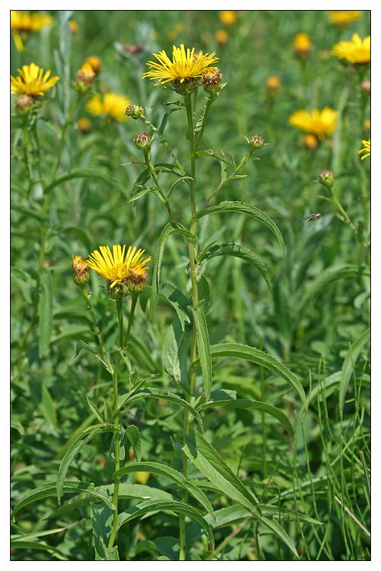 Image of Inula salicina specimen.