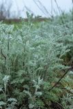 Artemisia austriaca