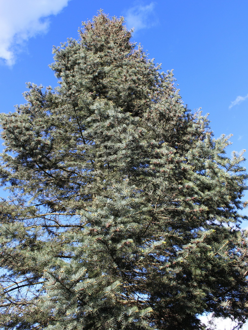 Image of Abies concolor specimen.