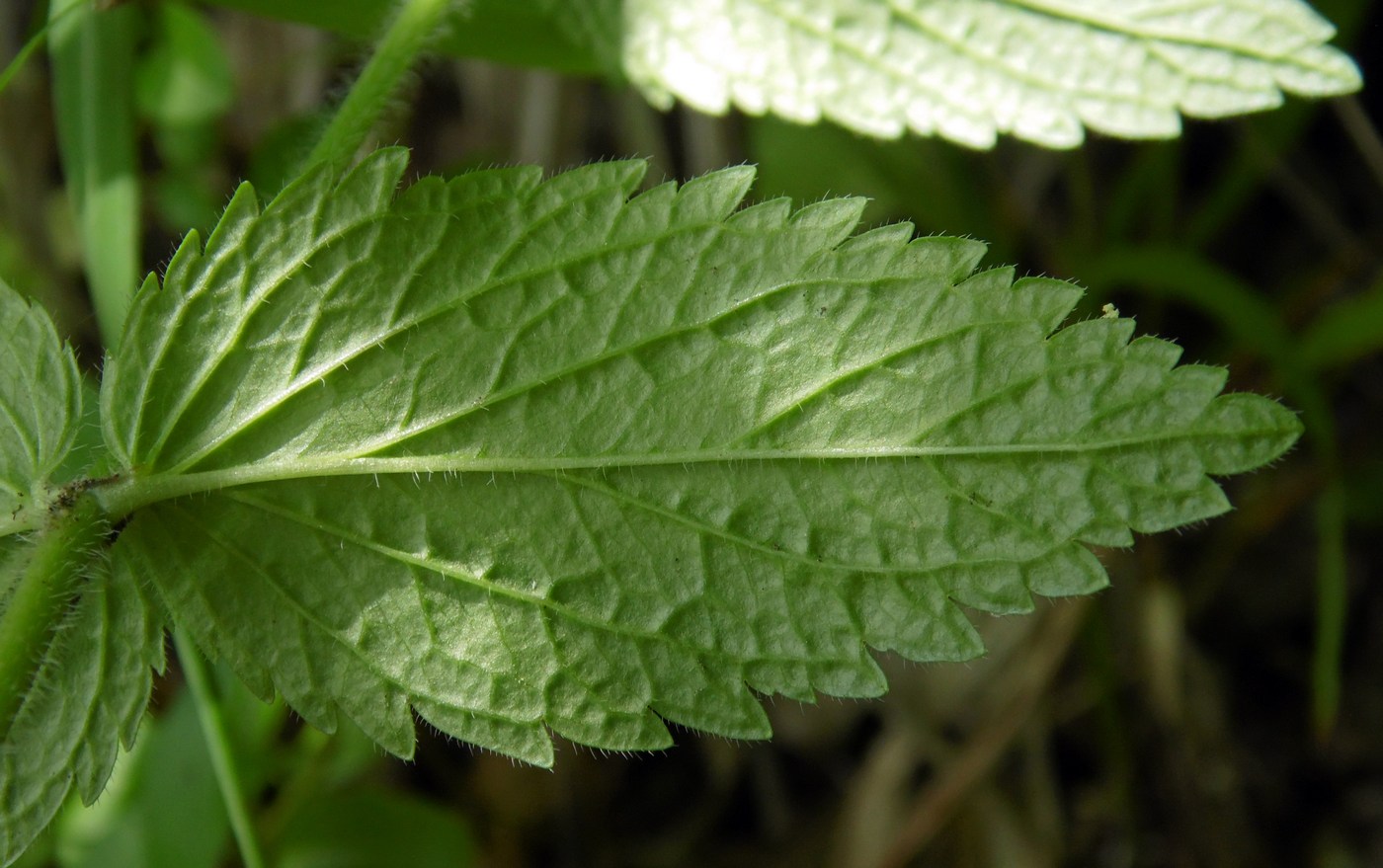 Image of Veronica magna specimen.