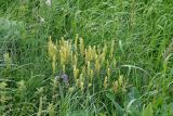 Astragalus asper. Цветущее растение в степи. Окраина г. Донецк, склон балки. 04.06.2020.