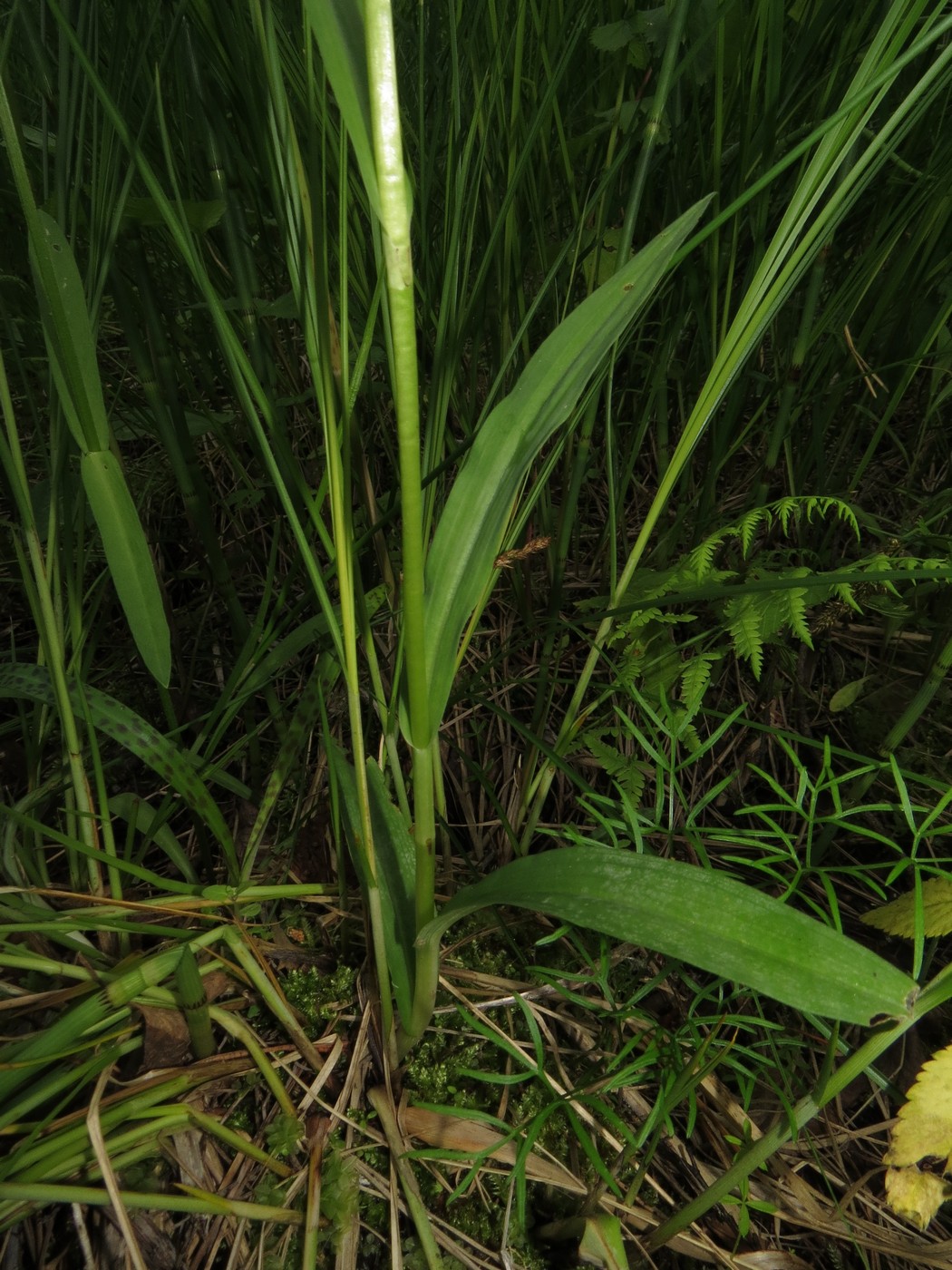 Image of Dactylorhiza fuchsii specimen.