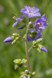 Polemonium caeruleum. Верхушка расцветающего соцветия. Башкортостан, окр. г. Стерлитамак, склон оврага. 13.06.2020.