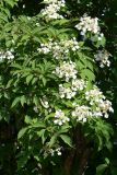Hydrangea heteromalla