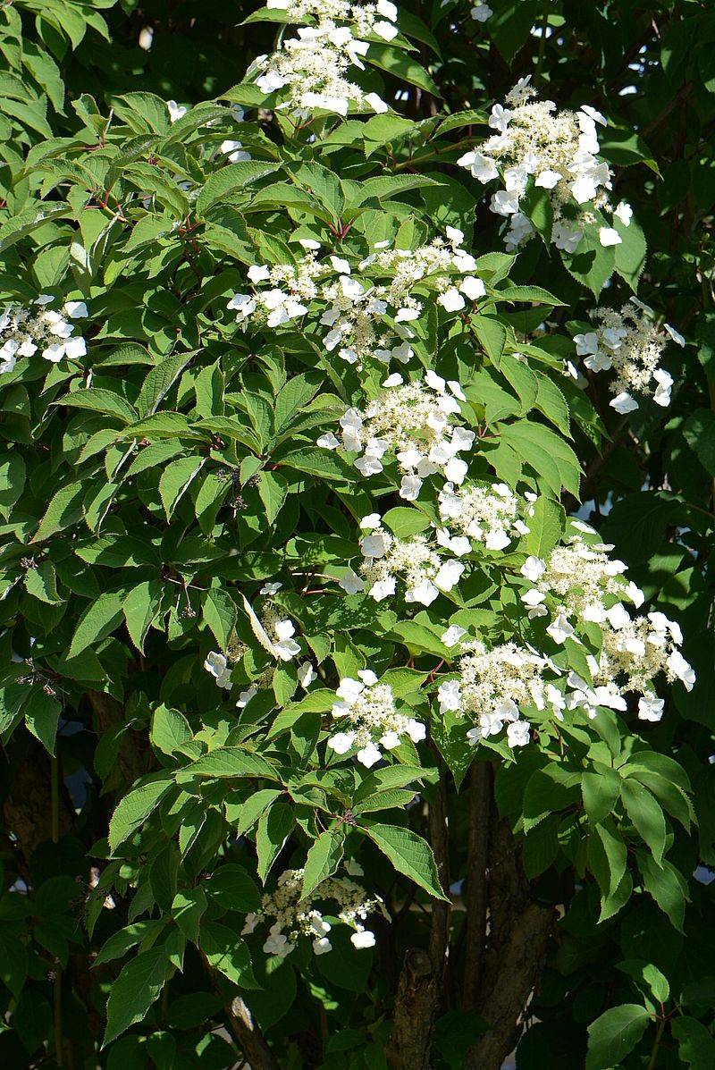 Image of Hydrangea heteromalla specimen.