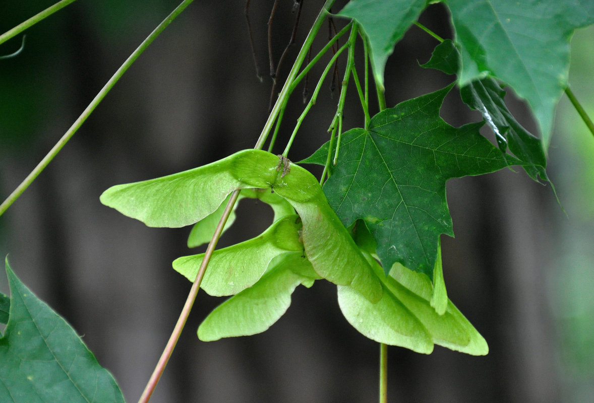 Image of Acer platanoides specimen.