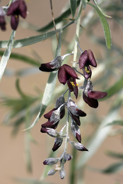 Image of Ammodendron conollyi specimen.