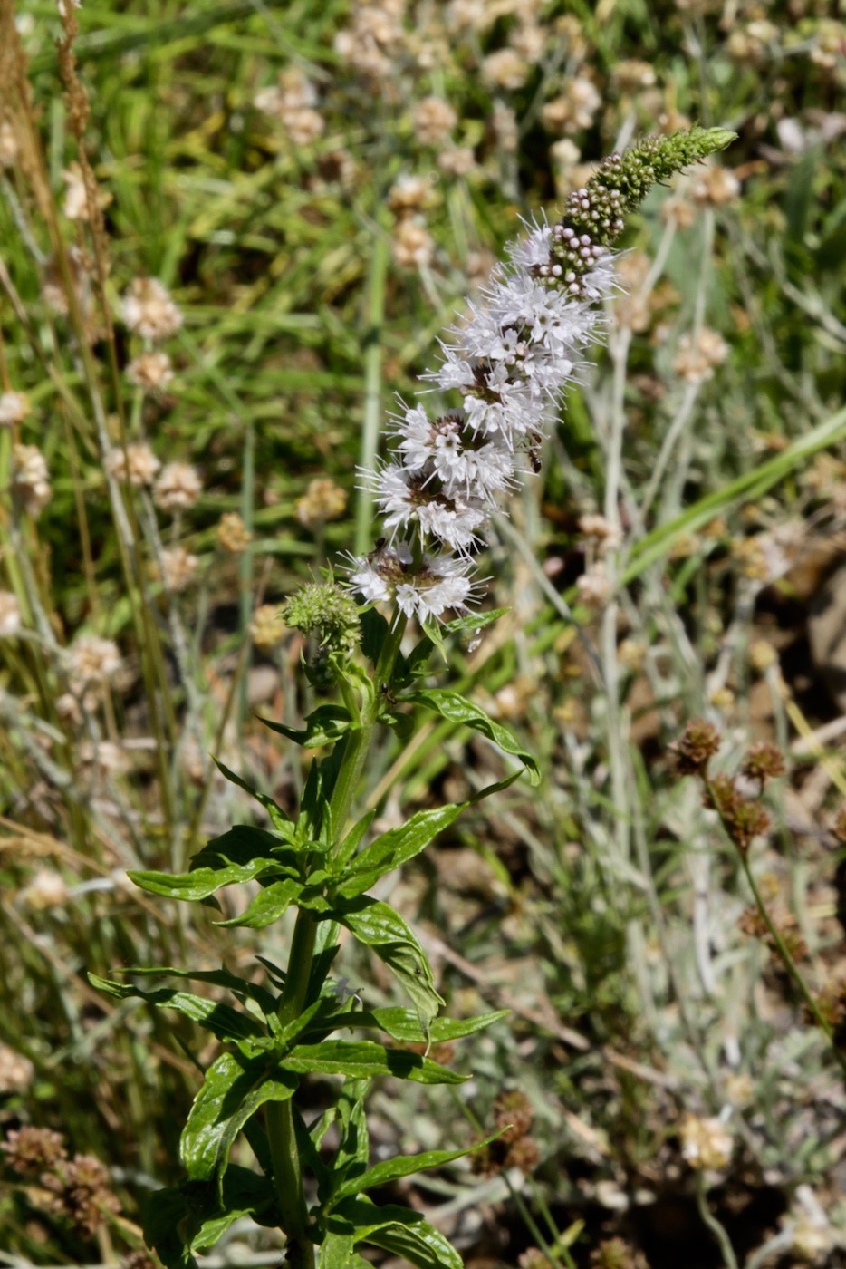 Image of Mentha longifolia ssp. capensis specimen.