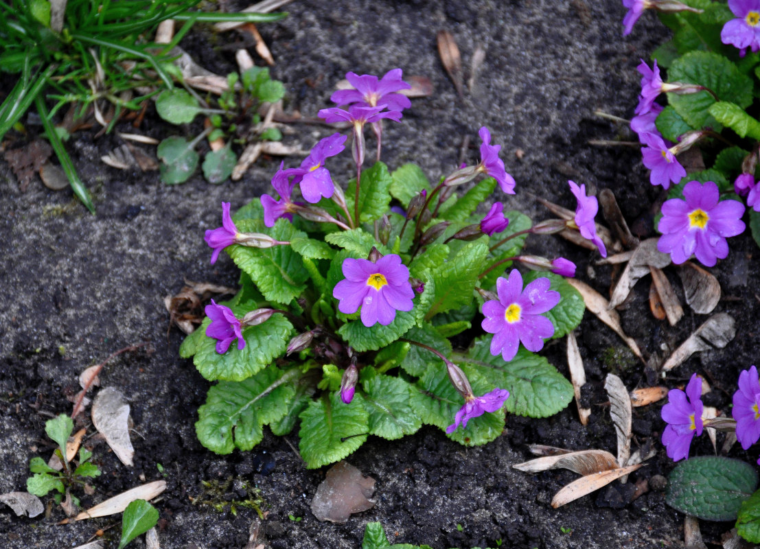 Image of Primula vulgaris specimen.