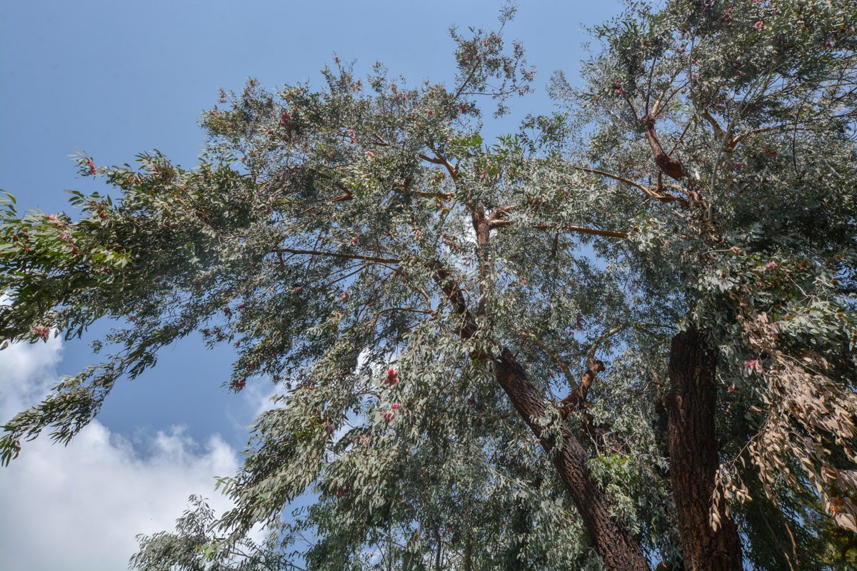 Image of Eucalyptus sideroxylon specimen.