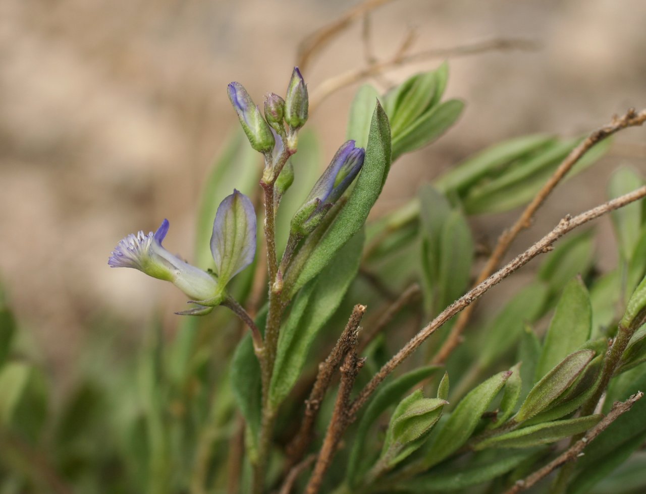 Image of Polygala supina ssp. rhodopea specimen.