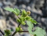 Xanthium orientale