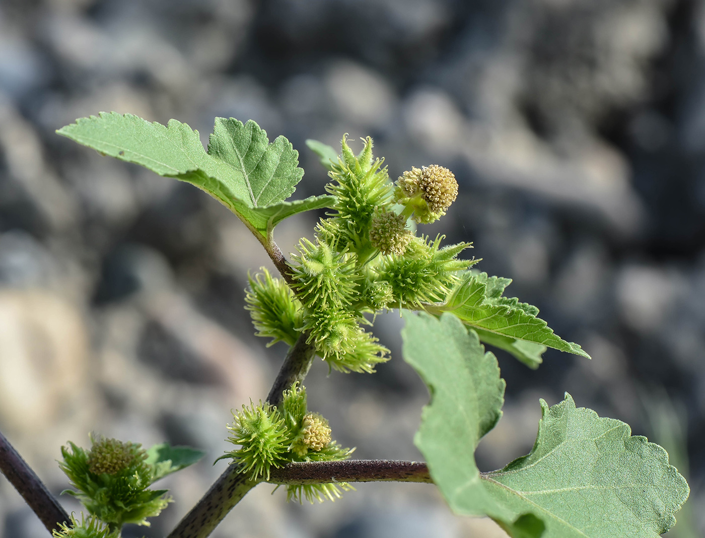 Image of Xanthium orientale specimen.