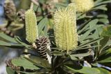 Banksia integrifolia. Верхушка побега с соцветием и соплодием. Испания, автономное сообщество Каталония, провинция Жирона, комарка Баш-Эмпорда, муниципалитет Палафружель, ботанический сад \"Кап-Роч\". 08.12.2019.