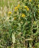 Lysimachia vulgaris