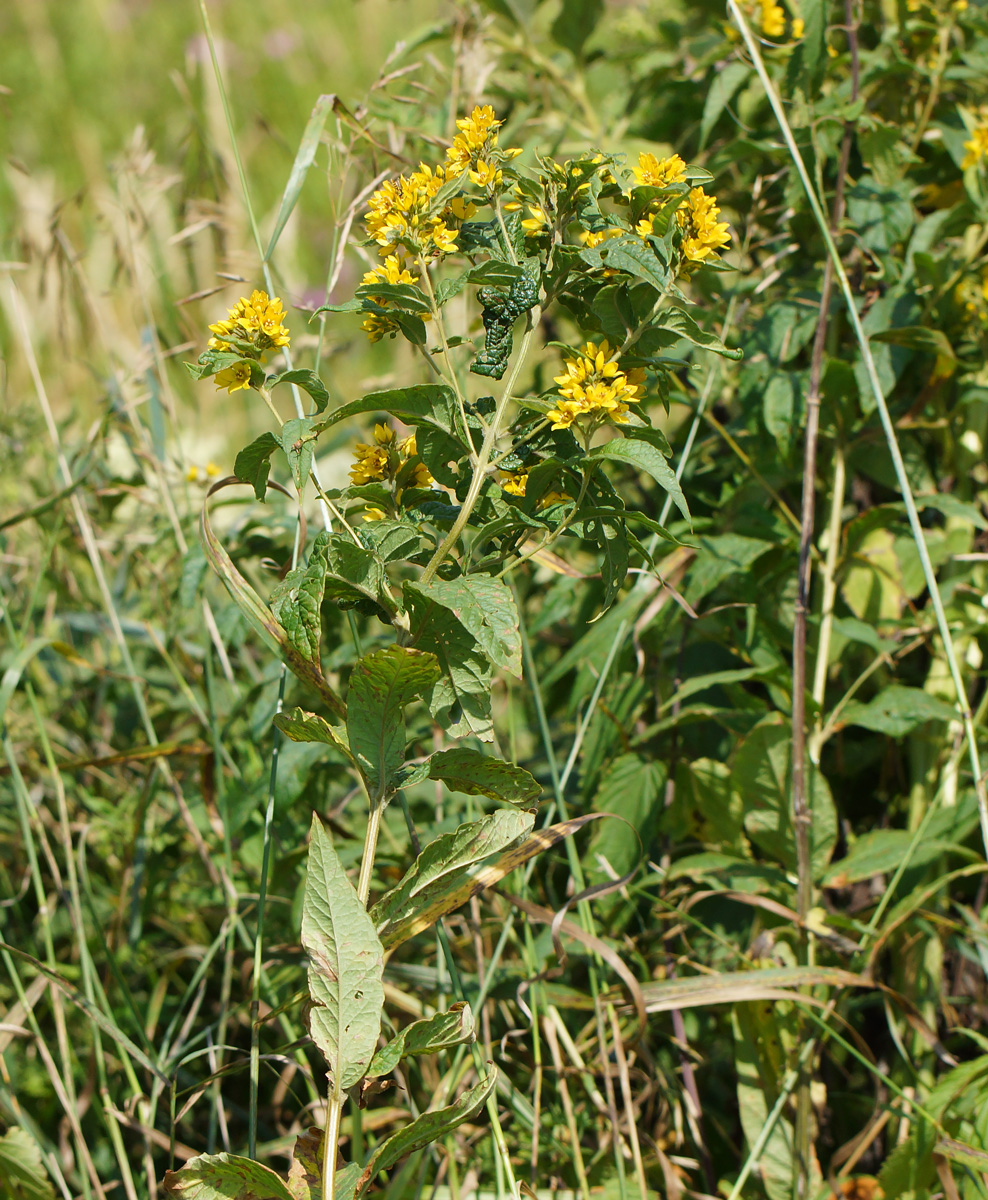 Image of Lysimachia vulgaris specimen.